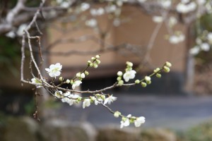 20180311梅の花　ハクバイ